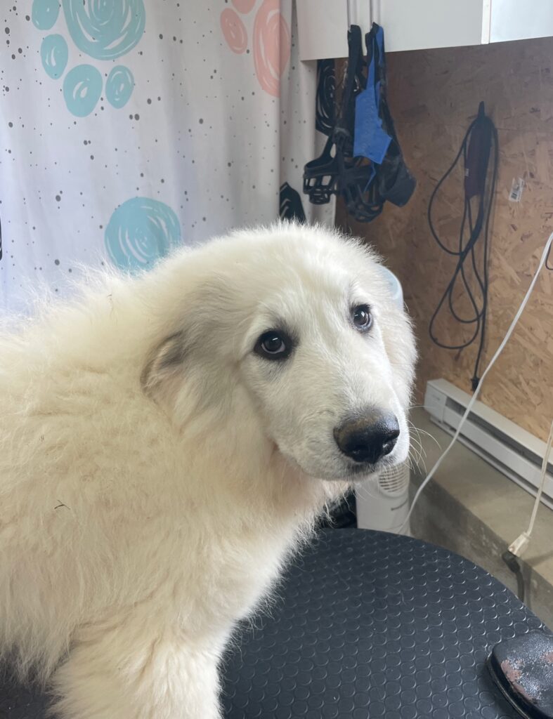 Vishnu se tient de profile avec sa tête tourné vers l'objectif. Il est dans une pièce vague avec près d'un mur en contre-plaqué et d'un rideau à pois. Vishnu a l'air plus jeune dans cette image, il a notamment un plus gros visage et un plus petit corps et son poil est plus doux