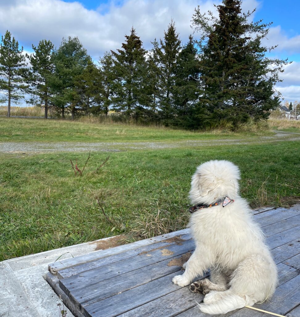 Vishnu quand il était très jeune, se tient de dos, assis sur une galerie et qui regarde une ligne d.arbres plus loin dans un champ.